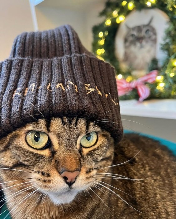 Кот Степан снялся в аксессуарах от Руслана Багинского.