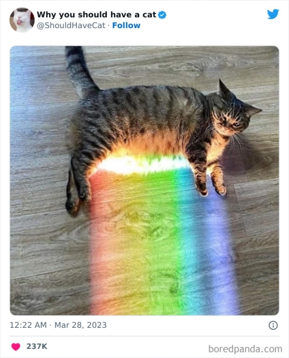Радужная кошка фото