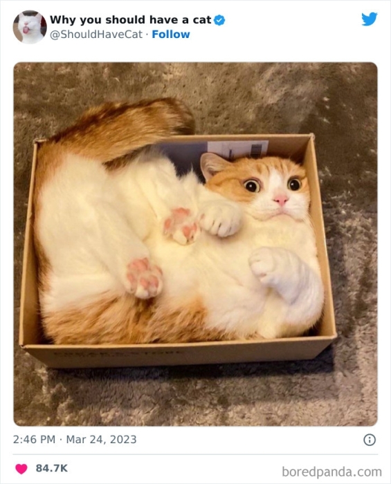 Кот в коробке смешное фото