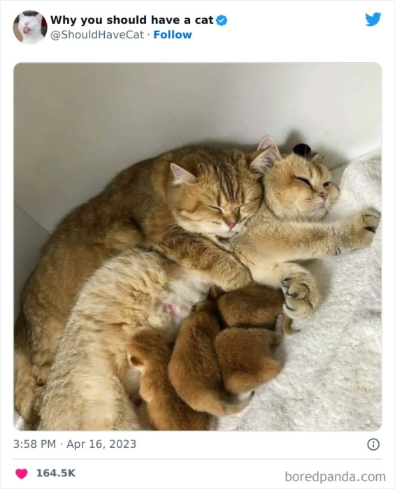 МИлі фото родини котів