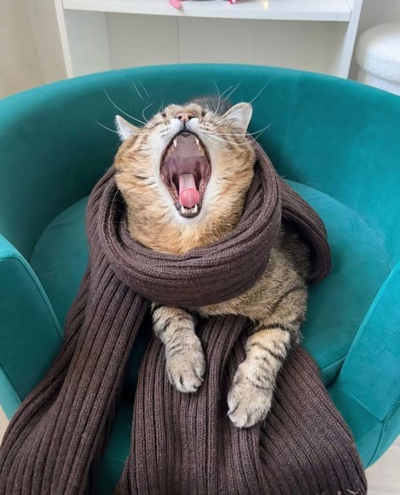 Кот Степан снялся в аксессуарах от Руслана Багинского.