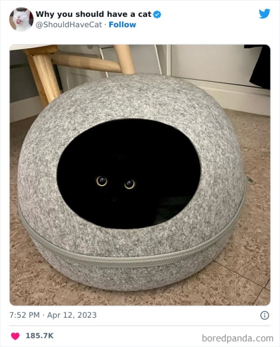 Черный кот смешное фото