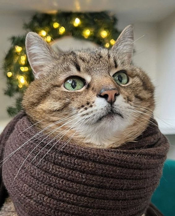 Кот Степан снялся в аксессуарах от Руслана Багинского.