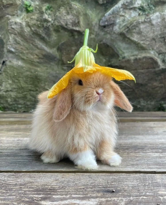 Международный день кролика 2023: история праздника и забавные фотографии - фото №1