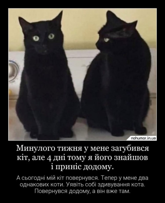 Чорні коти, фото