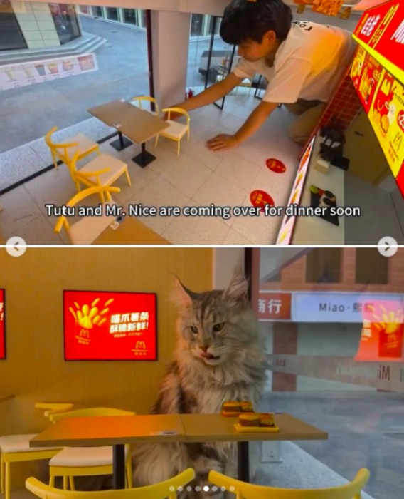 Мініатюрне містечко спеціально для котів