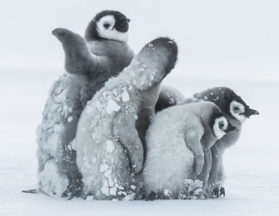 Маленькі сірі пінгвіни фото