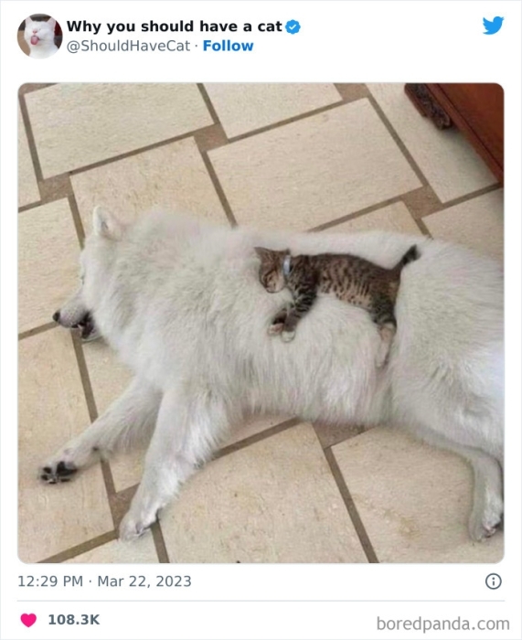 Кіт і собака милі фото
