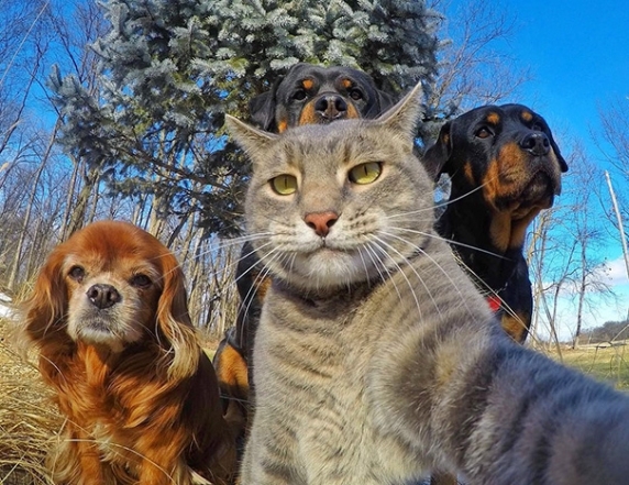 Селфі кота та собак фото