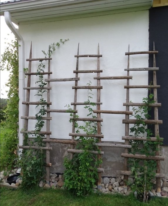 Як зробити шпалери для саду своїми руками
