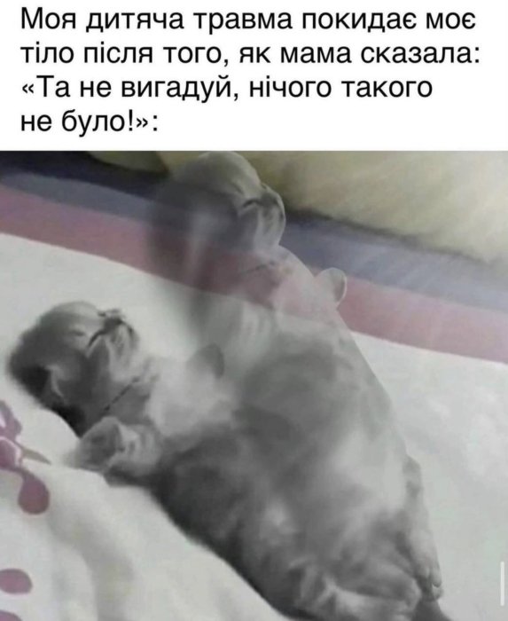 Когда твой кот – главный мем в доме