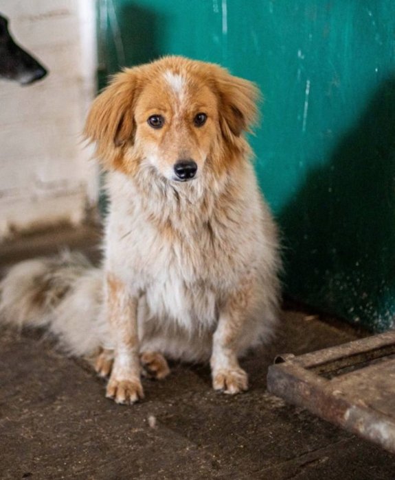Мария Вронская из Gostomel Shelter рассказала, как работает приют для животных изнутри