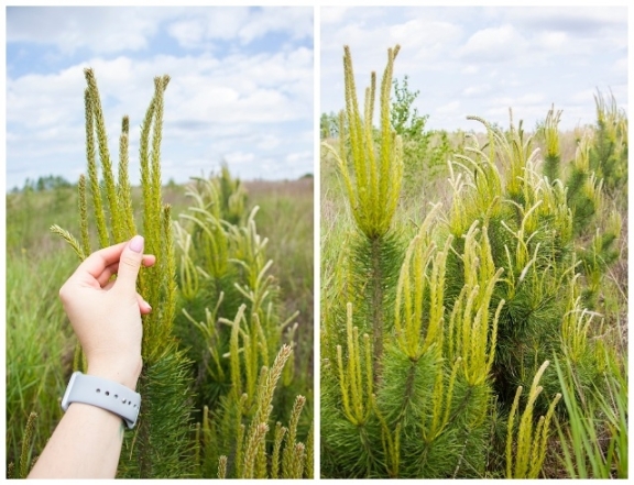 Озеленимо планету разом! Фонд Yves Rocher висадив 100 000 дерев в Україні (ФОТО) - фото №4