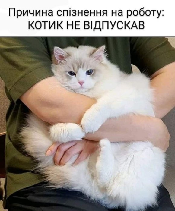 Кумедні картинки та меми про котів