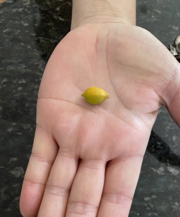 Найменший лимон фото