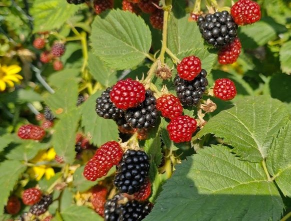 Які рослини глушать город — список агресивних квітів та кущів