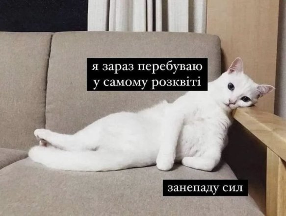 Когда твой кот – главный мем в доме