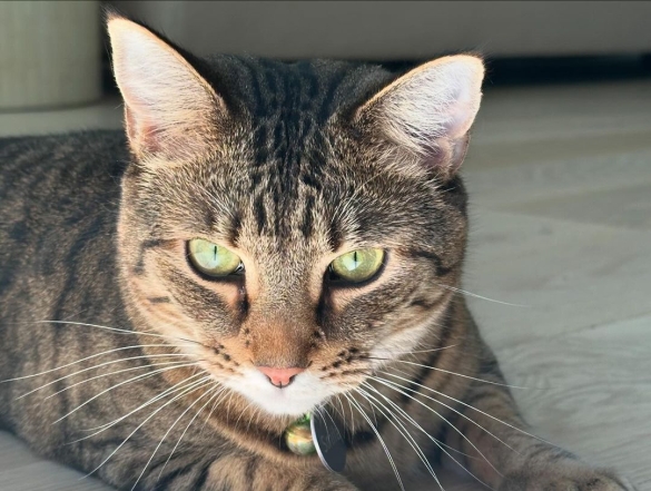 Домашні улюбленці зірок - коти Сари Джессіки Паркер