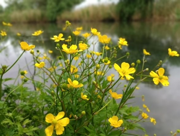 Как выглядит лютик едкий сорняк, чем полезен на огороде