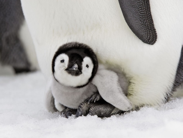Маленький пингвин фото
