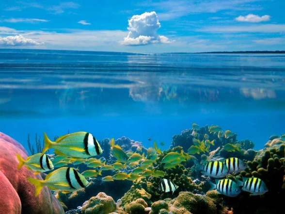 Всемирный день океанов: подборка самых ярких фото - фото №2