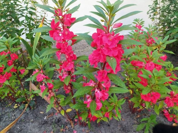 бальзамин в саду под деревьями