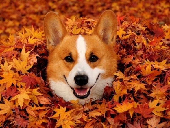 Під осіннім листям: кумедні фото тварин для гарного настрою - фото №6