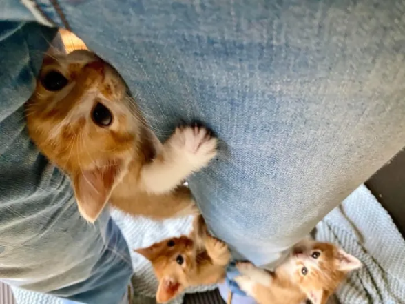 Милые и смешные котики — фото для хорошего настроения