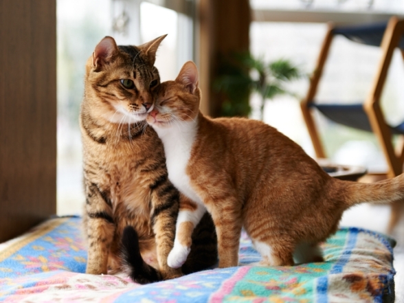 Два рыжих котика фото