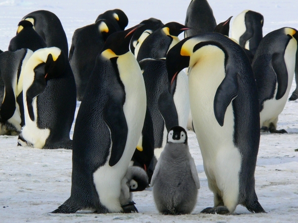 Пінгвіни з пінгвінятами, фото