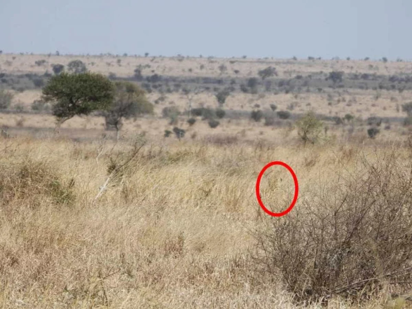 Де на картинці леопард