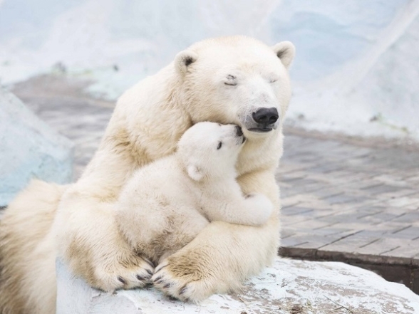 Белая медведица с малышом фото