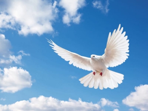 Білий голуб, який символізує мир та благу звістку