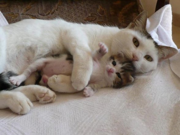 Можно ли забирать котенка в 2 месяца