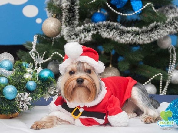 Як одягнути кота чи собаку на Новий рік