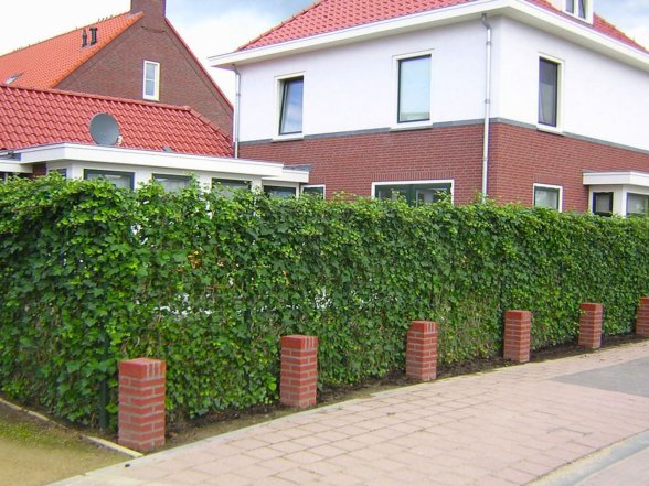 Декоративні рослини для затінку: опис, фото та поради з догляду