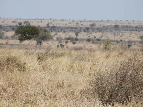 Де на картинці леопард