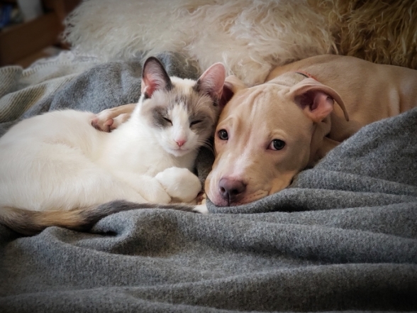 Кошка и собака в обнимку