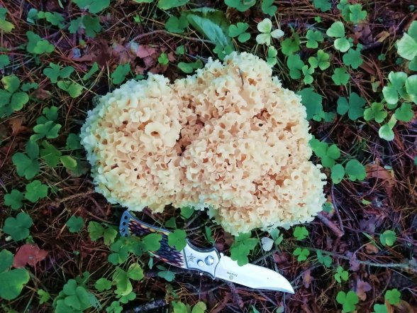 Рідкісний гриб. Фото: birdwatch