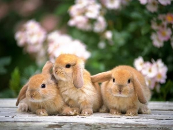 Міжнародний день кролика 2023: історія свята і кумедні світлини - фото №14