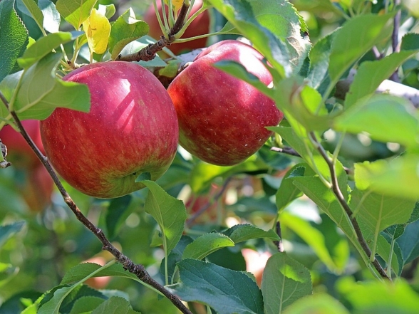 Осіння підгодівля яблунь - запорука гарного врожаю у наступному сезоні: що треба зробити - фото №1