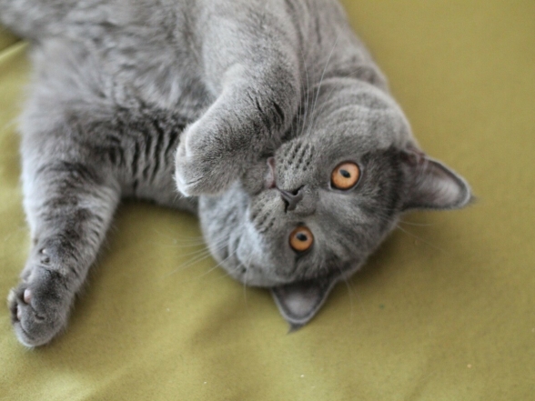 Британский короткошерстный кот, фото