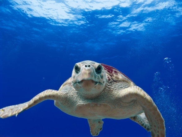 Фотографії черепах під водою