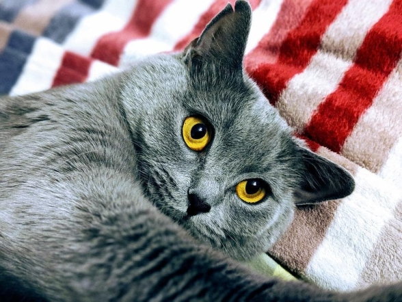Британська короткошерста кішка - фото