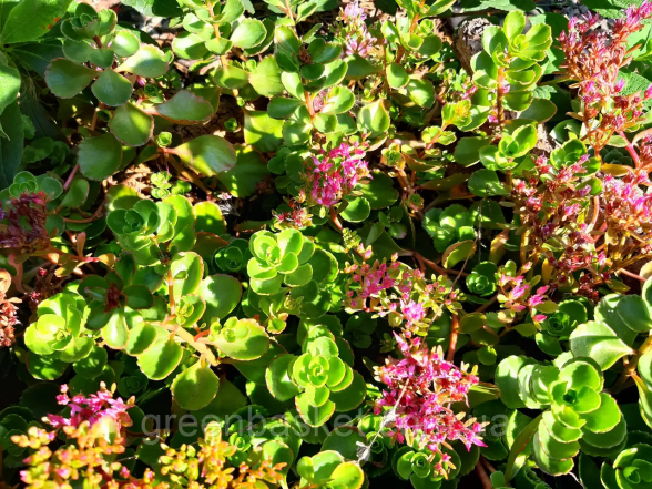 очиток на кладбище