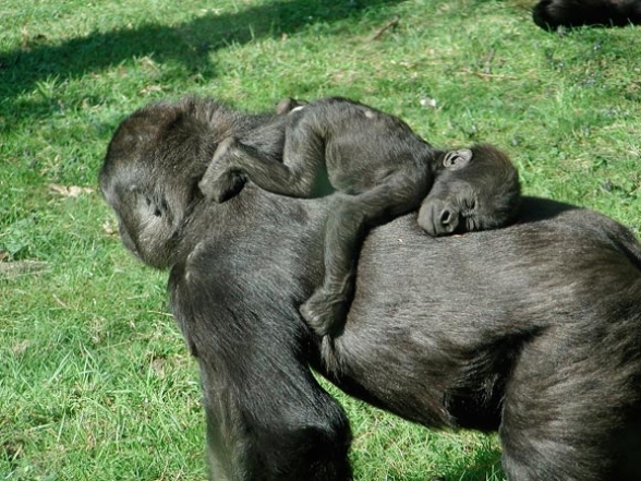 Спящий детеныш обезьяны фото