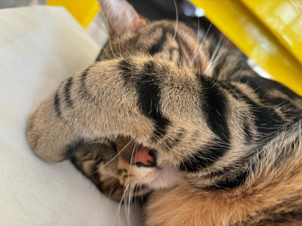 Домашні улюбленці зірок - коти Сари Джессіки Паркер