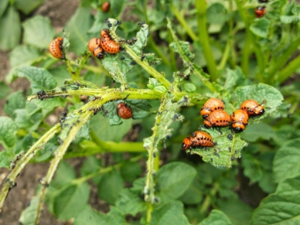Посадіть це біля картоплі й забудетесь про колорадських жуків на весь сезон: найпростіший спосіб здихатися шкідника  - фото №1