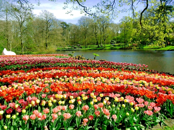 Парк з тюльпанами у Нідерландах фото