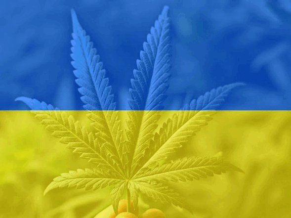 В Украине легализировали медицинский каннабис - фото №1
